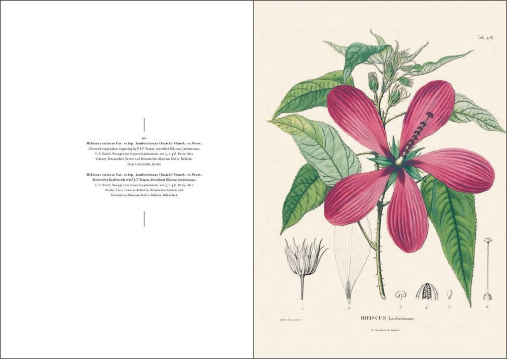 Hibiscus lambertianus aus "Alexander von Humboldt und die botanische Erforschung Amerikas" (2009) / © Prestel