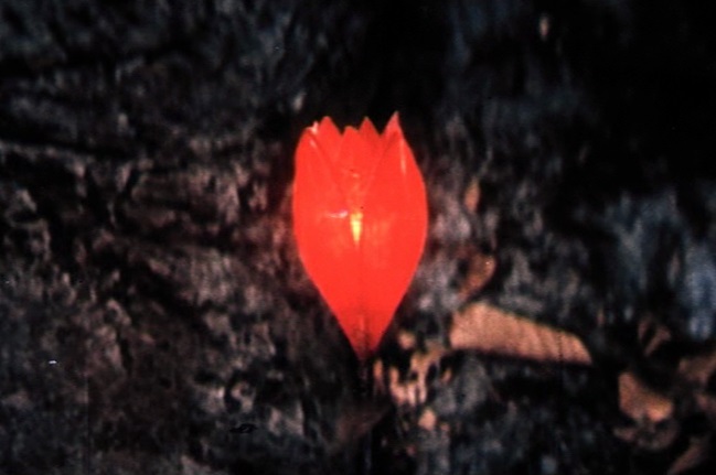 Die feuerrote Blume (UdSSR 1978): Sie ist hier ein rot leuchtendes Fantasiegewächs / © Icestorm